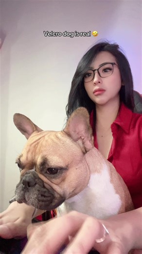 Harley si manja #frenchbulldog