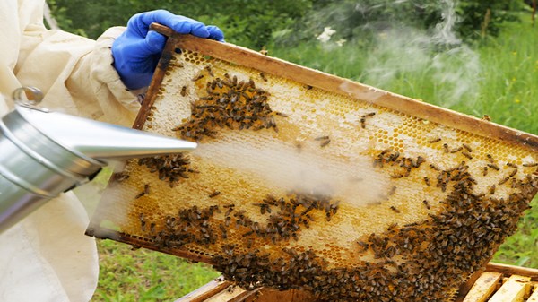 Easy-to-build DIY bees house and honey harvesting!