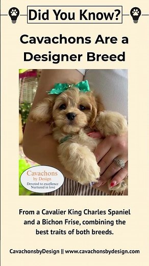 Discover the Adorable Cavachon: The Ultimate Cavalier & Bichon Mix! 🐶✨ #Cavachon #DogLovers