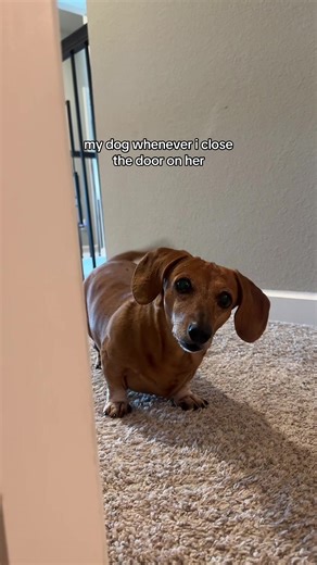 she’s gonna take my door off the hinges.. #fyp #foryoupage | dogs