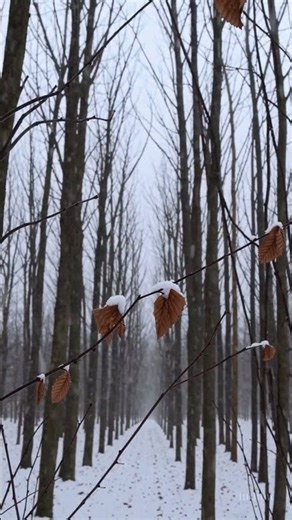 雪が舞う静かな冬の森。心を落ち着かせる癒しの風景 / Snowfall in a Quiet Winter Forest | Deeply Calming Nature Scene