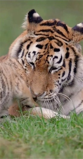 Mother Tiger Won't Leave Her Newborn Cub Alone #tigers #wildlife #subscribe #shorts