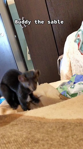 Buddy the Sable Hunting Adventure