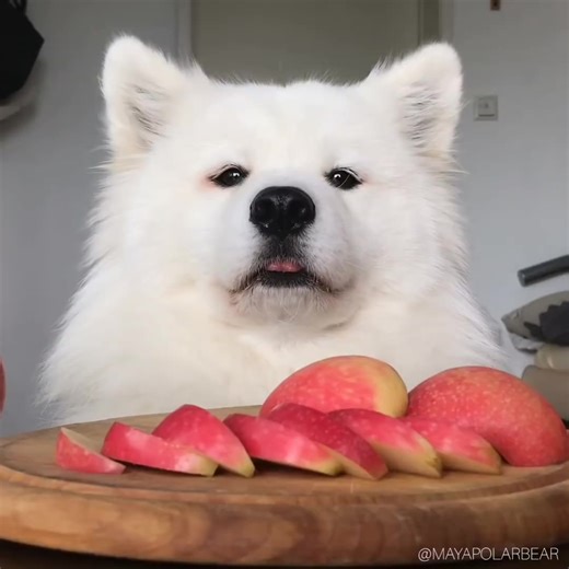 MAYA吃苹果~【萨摩耶MAYA】【ASMR】