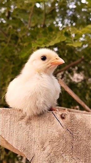 Evening chick 🐥🌅. #youtubeshorts #shorts #chicks #viral #trending #chicktales