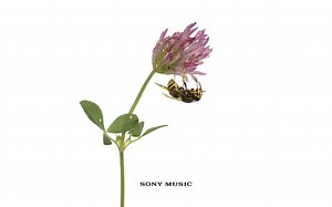 【Vampire Weekend】 - Harmony Hall (Official Audio)