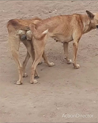 Understanding Dog Mating Behavior in Outdoor Settings