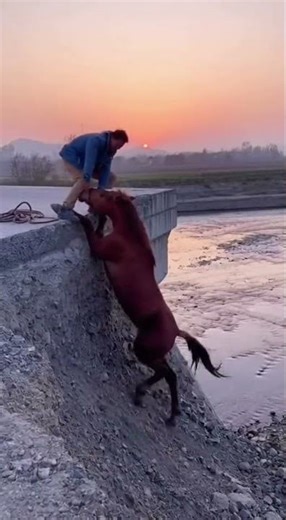 orse surges forward, both collapsing in the shallow water together.