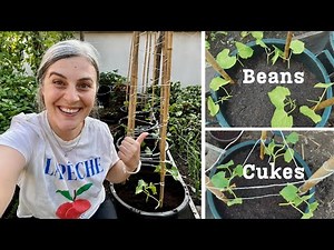 CUCUMBERS and BEANS in Pots & a Simple DIY Trellis