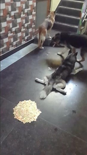 French kiss to camera by german shepherd #huskyfun #pets #dog #lifeisbutadream #huskydog #doggie