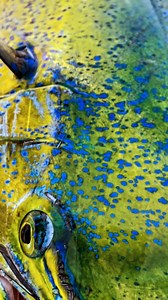 3.7K reactions · 60 shares | Can you guess the  species splashing...