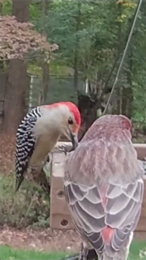 A Red-Bellied Woodpecker Enjoys a Backyard Snack