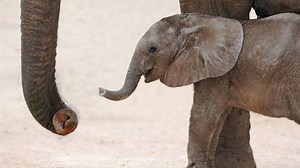Poaching Increases African Elephants Born Without Tusks