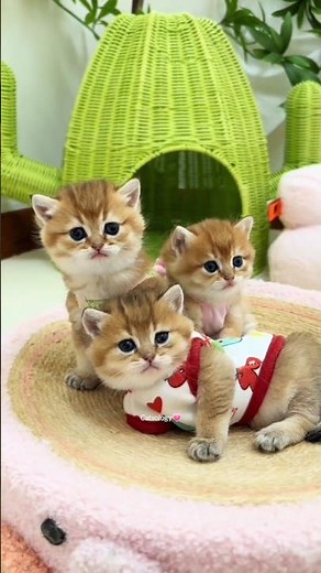 Cute Cat Moments To Brighten Your Day❤️✨😘#cat #kitten #cute #funny #shorts #Catsology26