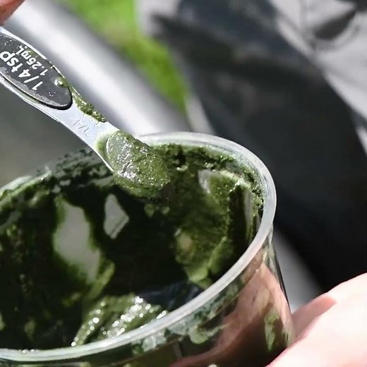 Raising Endangered Northern Leopard Frogs