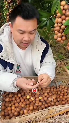 😱 SHOCK! The most expensive nut in the world is the macadamia, which is almost impossible to crack!