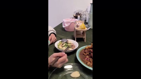 Hamster joins family for dinner with its own miniature table and chair
