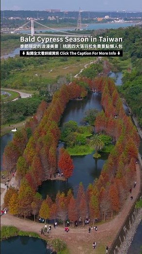 台灣桃園🇹🇼 免費景點攻略！桃園四大落羽松一次收藏 4 Best Bald Cypress Spots in Taoyuan, Taiwan