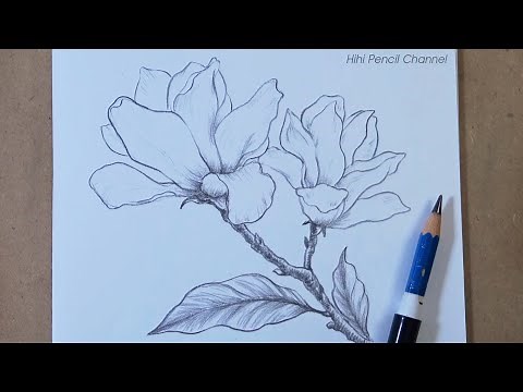How to Draw Magnolia Flower Step by Step | Hihi Pencil