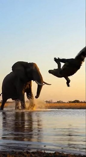 Elephant vs Crocodile Rescue 🐘 | Incredible Wildlife Moment in Africa | 8K Nature Short