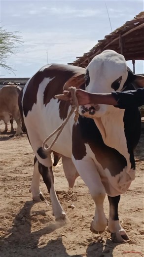 ​WORLD'S BIGGEST BULL 2026! 👑 Global Giant Showcase | Cattle With Mani 😱 #cattlewithmani #cow