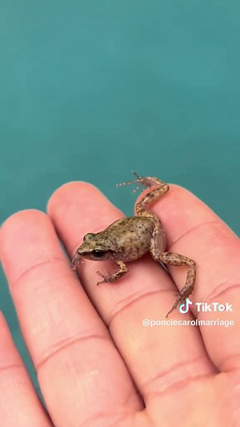 S2-E3 Pool service today included a frog rescue mission 🐸 (Andy’s Pool Service (210) 765-8674 Serving San Antonio) #texas #pool #frog