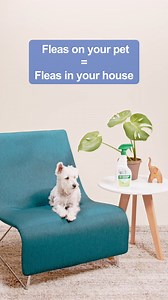 35 reactions | Don’t give fleas and ticks a biting chance! Prevent an infestation and keep those pesky pests away by protecting your pet, home, and yard. Get ready for flea and tick season: https://bit.ly/3CBeXR2 #WeSpeakPet | Pet Supermarket | Facebook