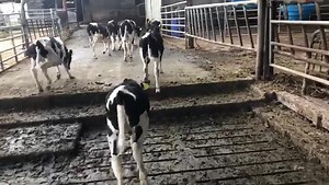 1.9K views · 35 reactions | Final checks on calves before loading. | Grasstec | Facebook