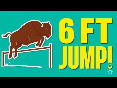 Bison Olympics: 6-Foot Fence Jump?!