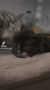 9.7K views · 279 reactions | Lady Huntress!  | Band of Rescuers | Facebook