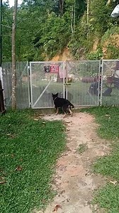 3.1K views · 72 reactions | GSD Pups for sale . | Stephen Guard Dogs | Facebook