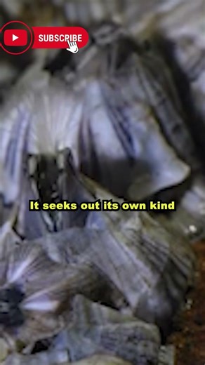 Its baby form walks on its antennae... just to find a friend to live next to forever.