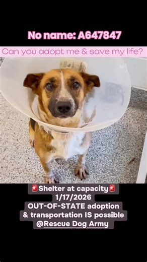 📍Houston,TX🚨URGENT🚨⏳ℹ️No name: A647847. She is about 2 yrs old & 50lbs. A647847 was brought into the shelter as a stray on 12/18/2025. She is wearing a cone due her spay surgery. When she isn’t attentively waiting a treat, A647847 is wagging her tail with excitement. Heartworm status unknown ❓, could not find in notes. Please consider adopting A647847🩷 🆘Decisions for space are made Mon, Wed, Fri. Shelter only has 15 day grace period. 📦 Out-of-state adoption is done through rescue partners—