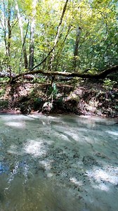 Some of the clearest water on earth 💎 | Florida Panhandle Springs and Fossils