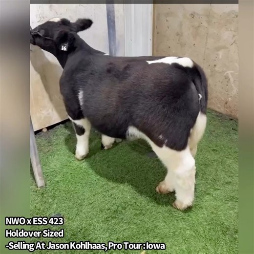-New World Order x ESS 423 -Holdover Sized -Selling At Jason Kohlhaas, Pro Tour : Iowa | Matt Lautner Cattle