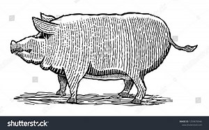 Line Drawing Pig Profile Stock Vector (Royalty Free) 1259676946 | Shutterstock
