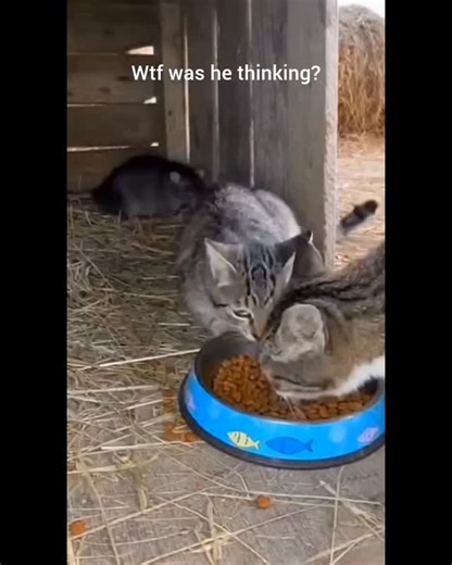 Ares Alucard on Instagram: "Appetizer vs. the main course Bro thought he was slick Credit:@parttimexoverlord Like, Comment & Share All rights reserved to respective owners #itsfriday #catvideo #catfood"