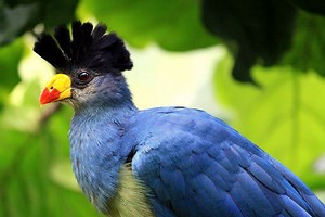 Great blue turaco - Alchetron, The Free Social Encyclopedia