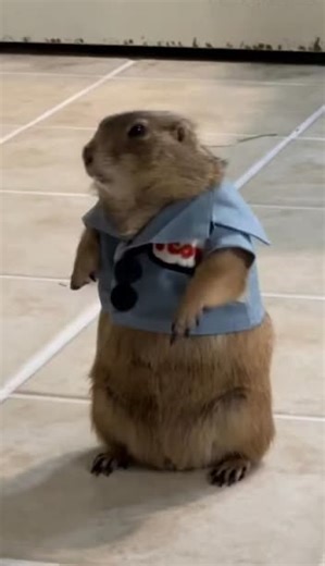 Cute Gophers and Groundhogs: Adorable Animal Moments