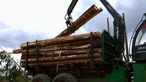 Loader Unloading Timber Logs Log Hydraulic Stock Footage SBV-334390201 - Storyblocks