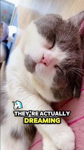 Why Do Cats Twitch in Their Sleep? Are They Dreaming? 😴🐾