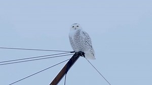 Snowy Owl Pictures - AZ Animals