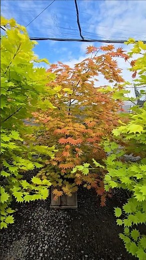 Full Moon Maples #gardening #oregon #maple #acer #landscaping #landscapearchitecture