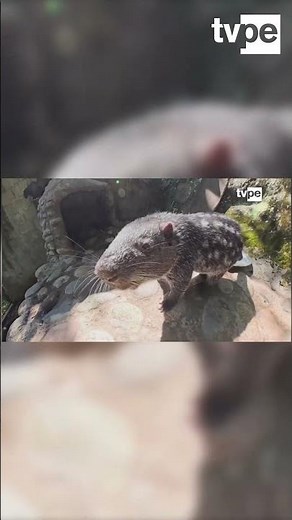 🐾 Learn how animals are reintroduced into their habitat 🌿