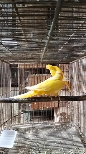 ✨ Beautiful Lutino Pair ✨ Pair🍃 number -1 🥀❤️ Lutino পেয়ারটি বর্তমানে উপলব্ধ ❤️🥀 📍 Location: Dhaka, Keraniganj, Kalatiya Bazar #LutinoPair #LutinoMonk #RareColorBird #BirdLoversBD #PetBirdCommunity #Keraniganj #KalatiyaBazar #ExoticBirdBD #BirdCare #ParrotLoversBD #BeautifulBirdsBD #BangladeshBirds @highlight | Anik Aviary