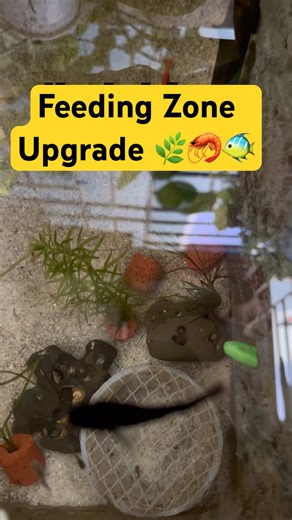 New Plants, Rocks & Driftwood Around Baby Platy & Shrimp Feeding Zone 🌿🦐