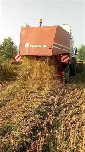 Combine Harvester Cutting Rice in the Fields