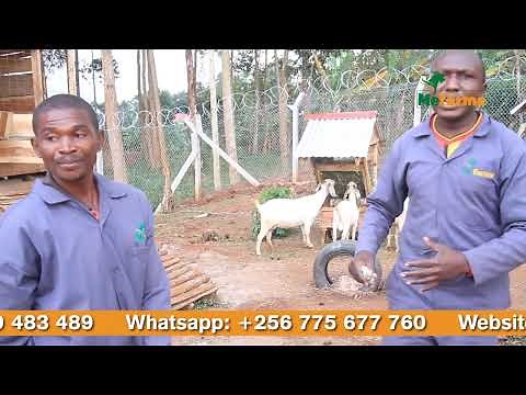 Bloat In Goats-Causes and first aid measures