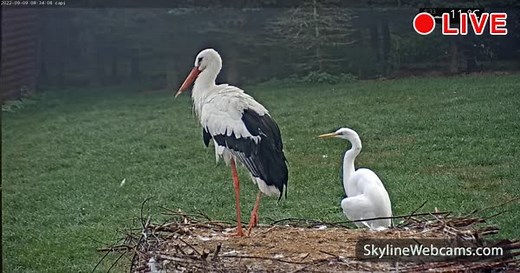 【LIVE】 Live Cam Makov - Natural Reserve | SkylineWebcams