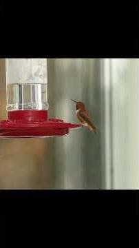 Rufous Hummingbird #birding #birds #nature #hummingbird #wildlife # #birdvideos #birdvideos